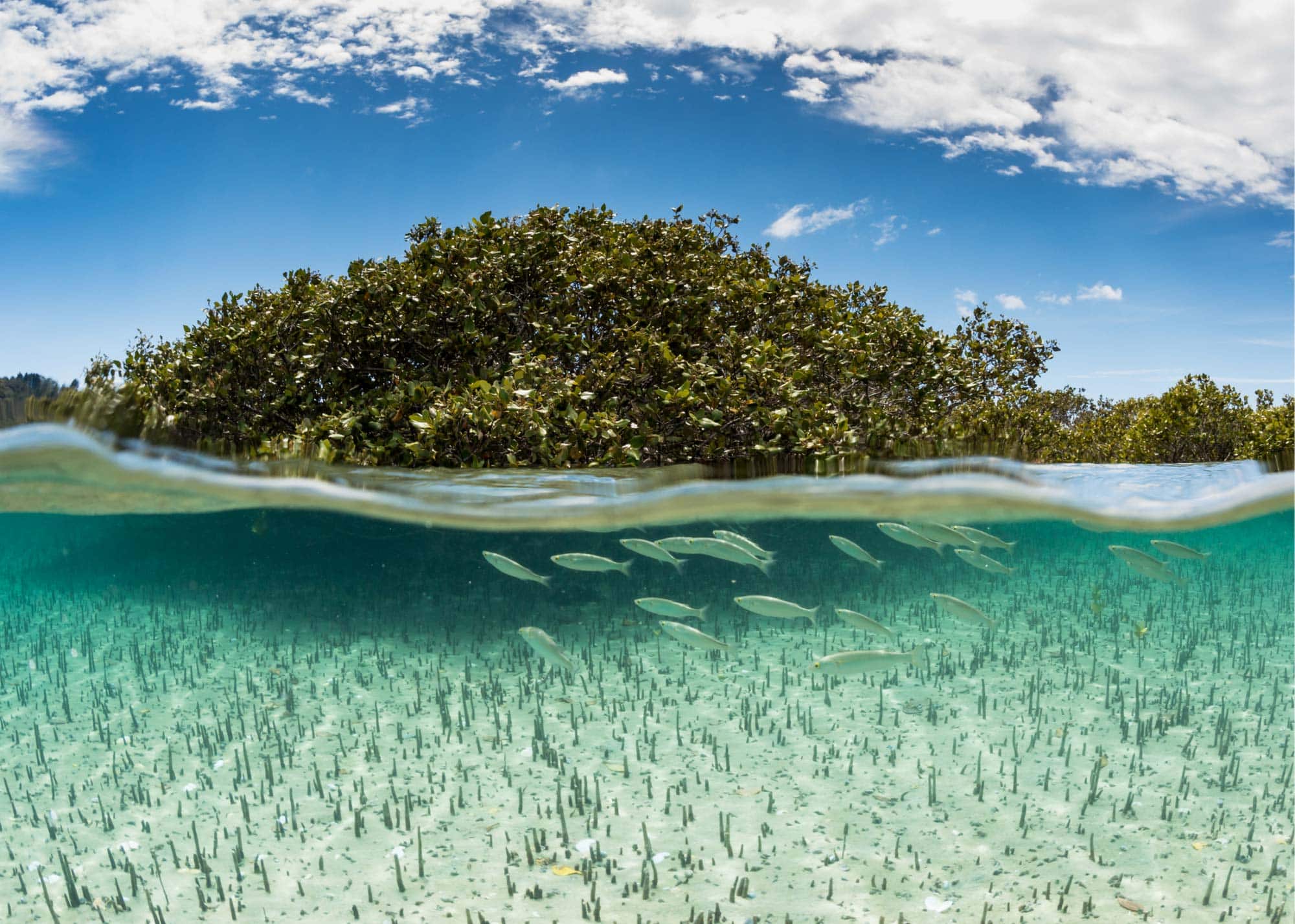Forfar Field Station