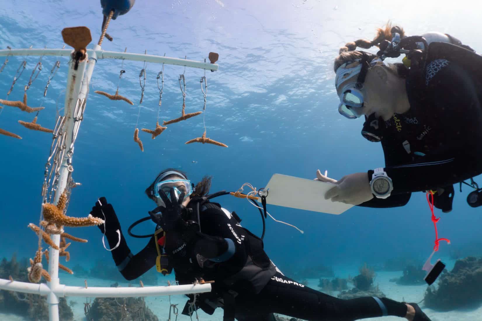 Rick Fox and Partanna reef restoration partnership