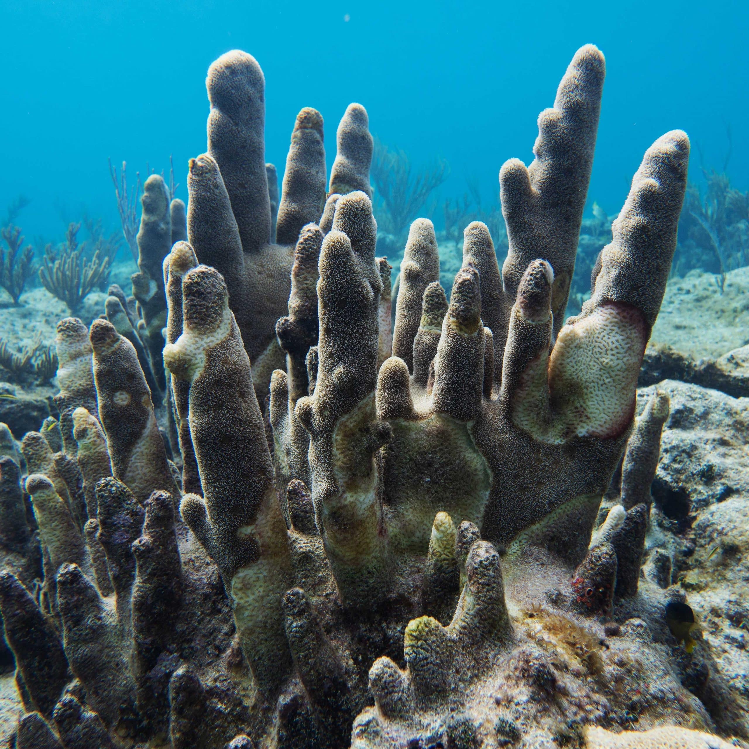Coral affected by Stony Coral Tissue Loss Disease
