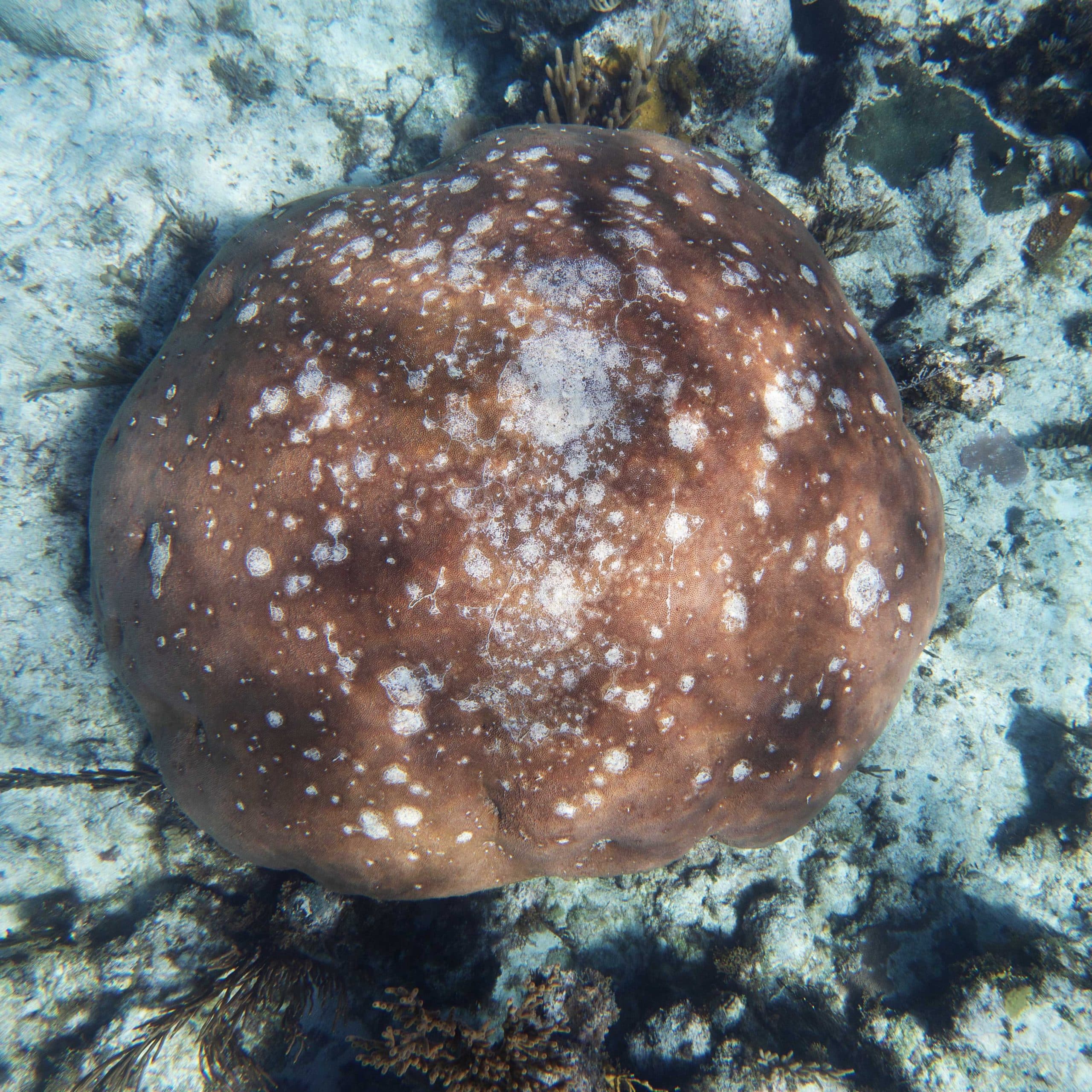 Learn to Identify SCTLD