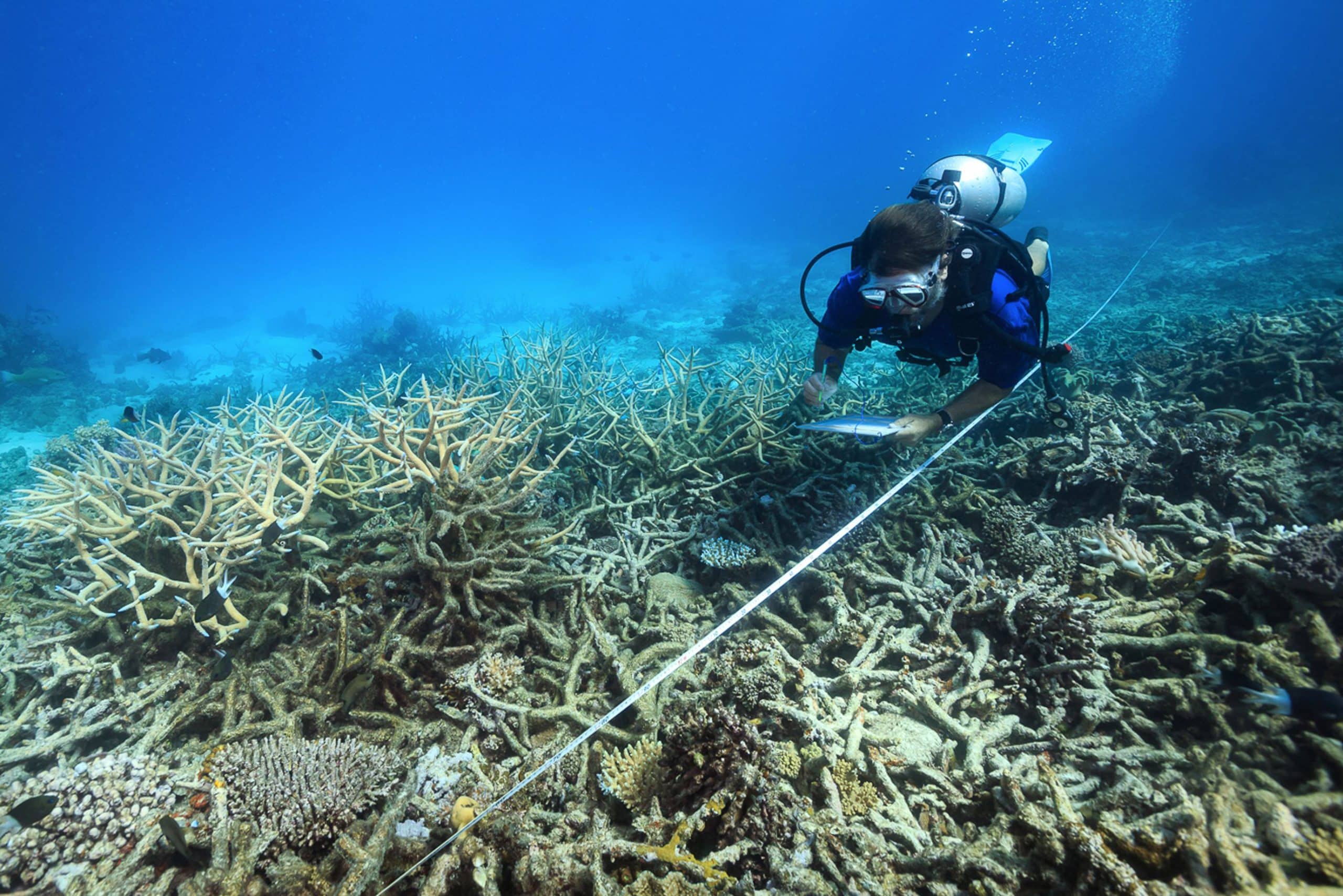 Mangrove coastline in The Bahamas