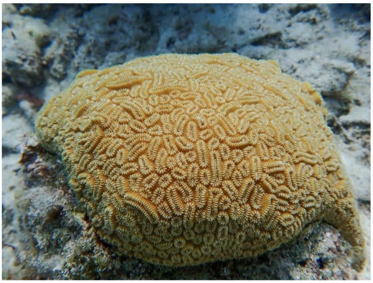 Healthy elliptical star coral