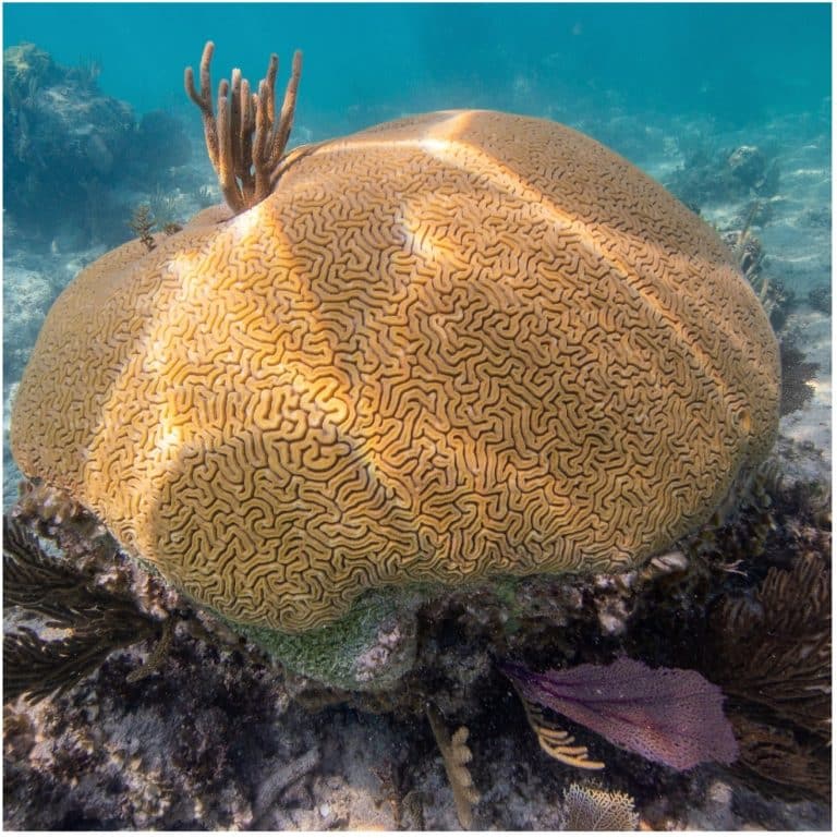 Healthy Grooved brain coral