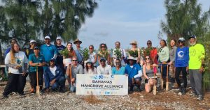 Mangrove restoration volunteers and partners gathered to plant mangroves in Grand Bahama
