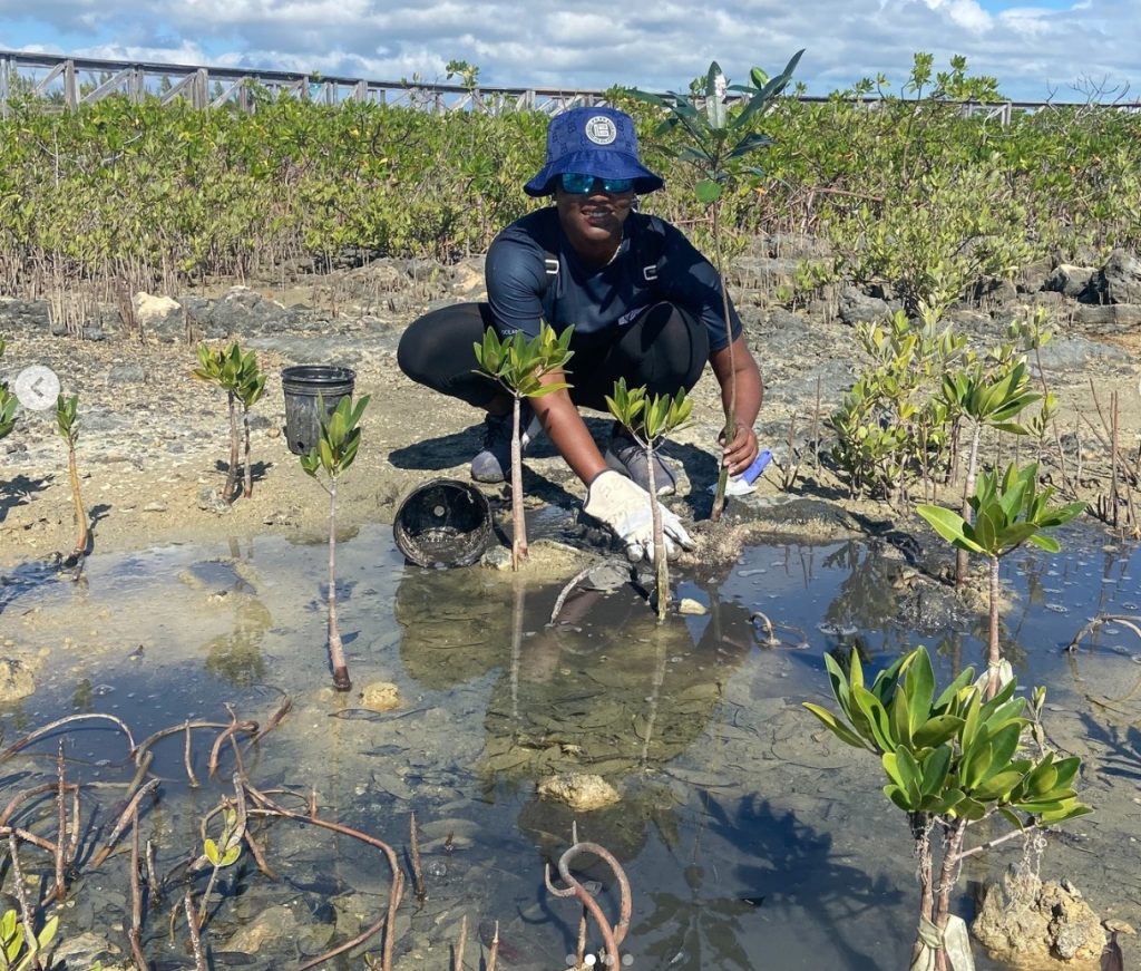 Mangrove restoration