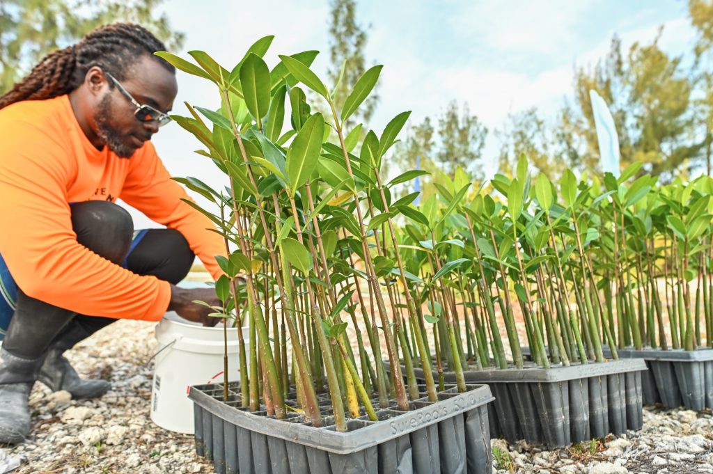 Preparing to plant mangroves for restoration