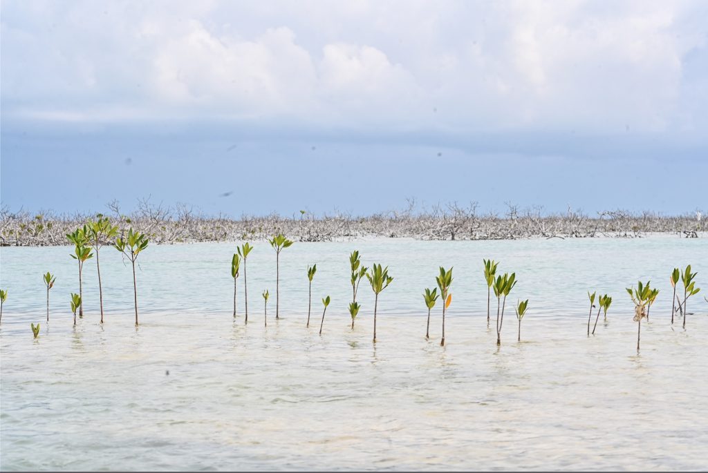 Mangrove restoration