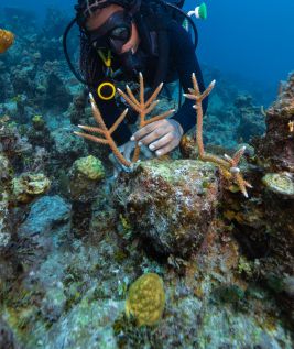 GivingTuesday - Coral