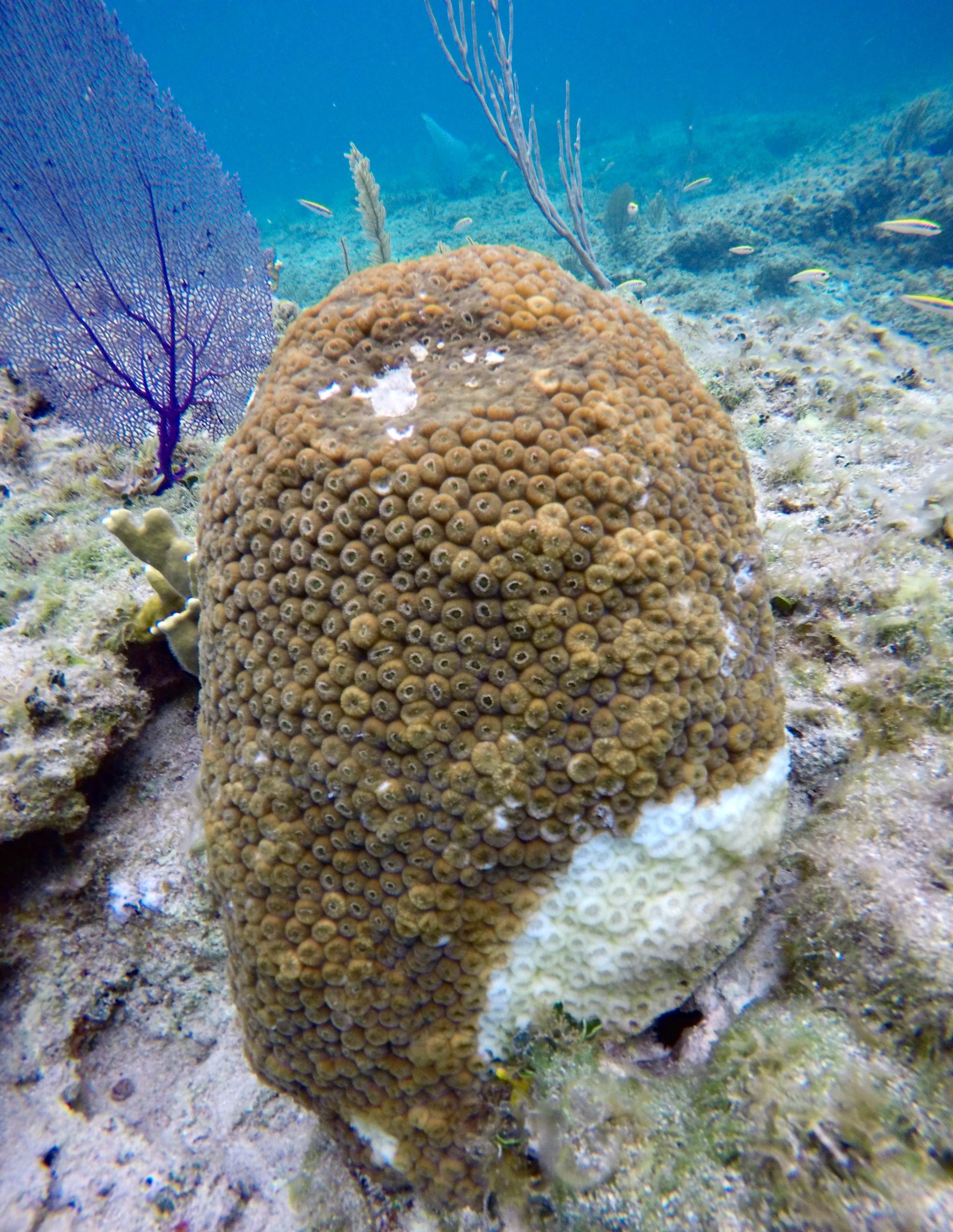 PIMS diver applying antibiotic treatment to SCTLD-infected brain coral