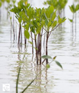 GivingTuesday - Mangrove