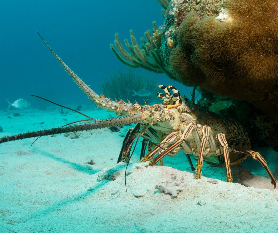 Spiny Lobster - Bahamas