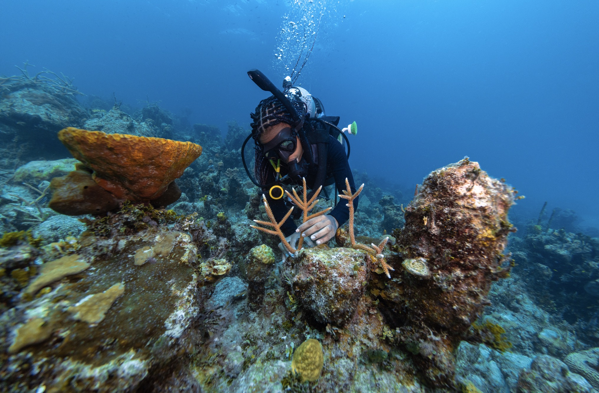 Diver planting staghorn coral on a reef