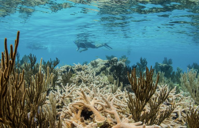 Endangered elkhorn corals near stranded barge at Fowl Cays