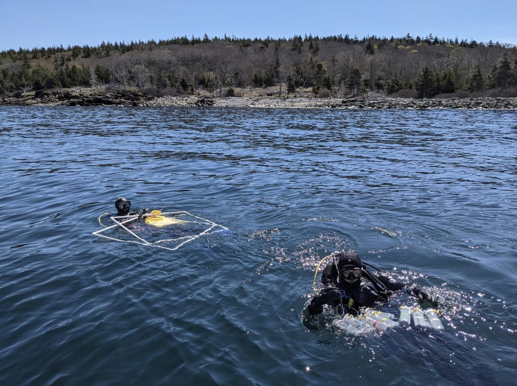 UMaine PhD candidates, Shane Farrell and Dara Yiu dive off of Allen Island, Maine. Researchers involved in the study spent several months completing reef surveys to document kelp forest loss along the Maine coast and collect samples for chemical analysis (Credit: Rene Francolini).