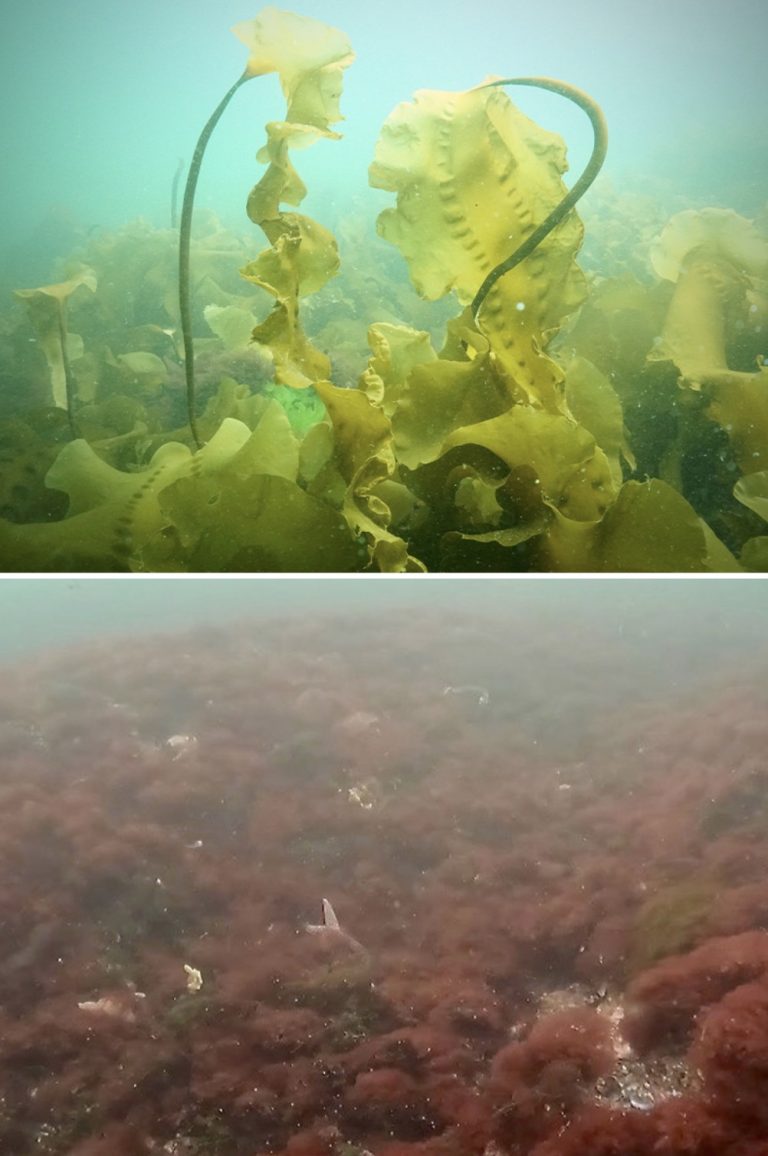 Dive images show the habitat differences between a kelp-dominated reef (top) compared to a turf-dominated reef (lower). Researchers involved in the study have documented how kelp forests along large swaths of the Maine coast have collapsed and turf algae has proliferated in their absence (Credit, top to bottom: Shane Farrell, Phoebe Chruney).