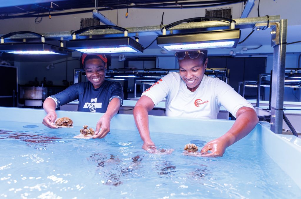Hope in their hands: Two coral researchers at the Bahamas Coral Gene Bank share a moment of joy after placing healthy coral colonies into their new biosecure home—an act that could help restore entire reef systems. Photo: Atlantis Paradise Island