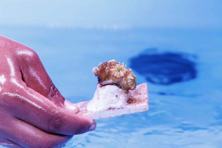 One coral at a time—This fragment of a highly susceptible coral species is now safe inside the Bahamas Coral Gene Bank. Here, it can grow and reproduce under expert care, protected from the deadly Stony Coral Tissue Loss Disease. Photo: Atlantis Paradise Island