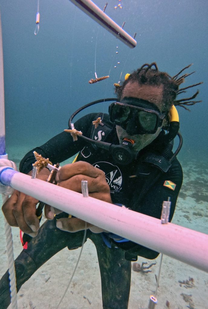 Andre Miller carefully adds staghorn coral fragments to the newly built nursery near Friars Craig, Barbados