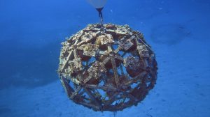 A Coral Ark suspended off Vieques, Puerto Rico, teeming with life 12 months after deployment. Coral fragments have matured alongside encrusting algae, sponges, and reef fish — a living example of how midwater structures can foster healthier, viralized reef environments. ©Baer at el. 2025