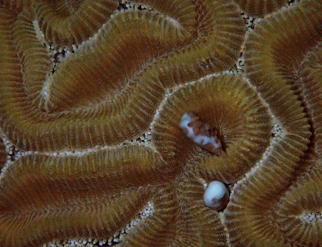Brain coral releasing gamete bundles (pink dots: eggs, white: sperm)