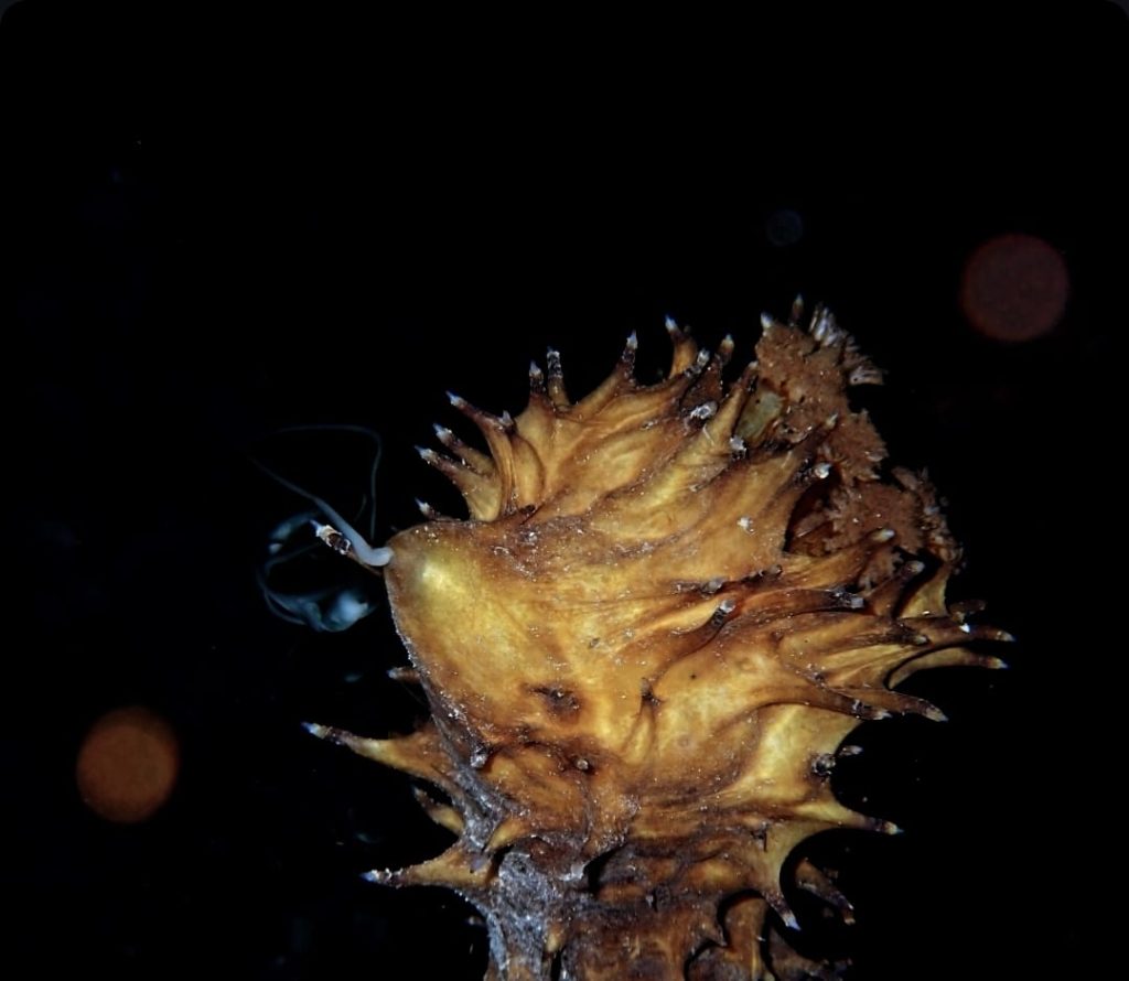 Tiger tail sea cucumber releasing sperm
