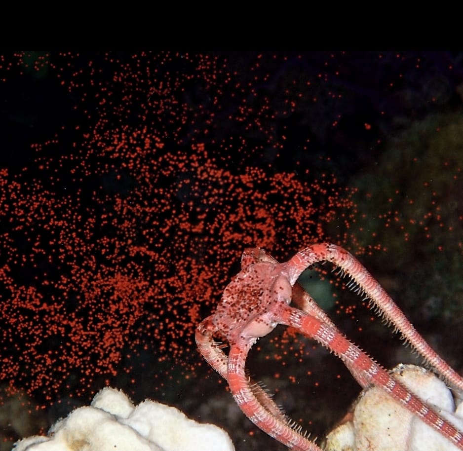 Ruby brittle star releasing eggs