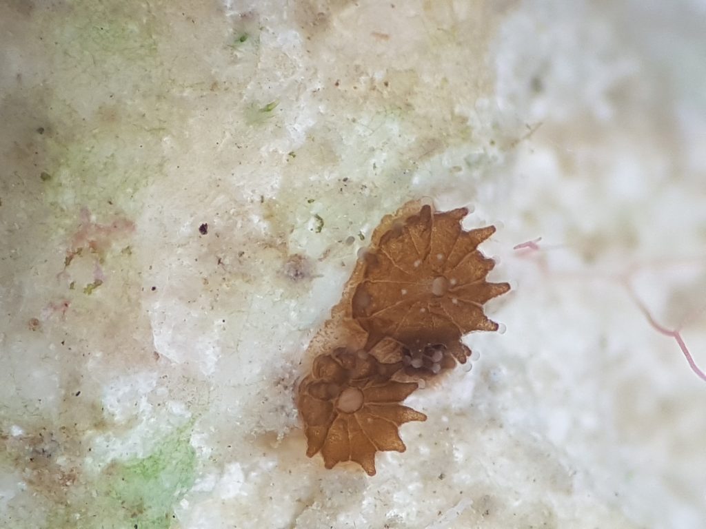 Coral recruit in South Eleuthera