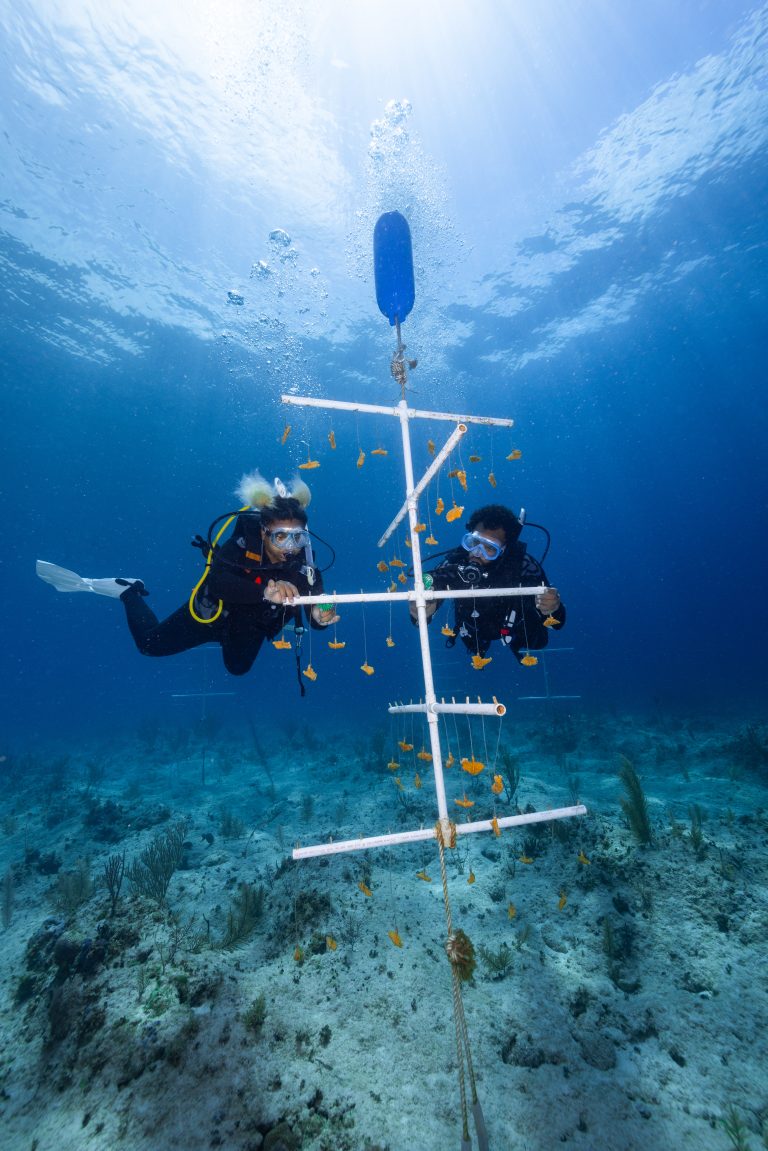 Scuba divers maintaining PVC coral nursery to volunteer in coral reef restoration abroad.