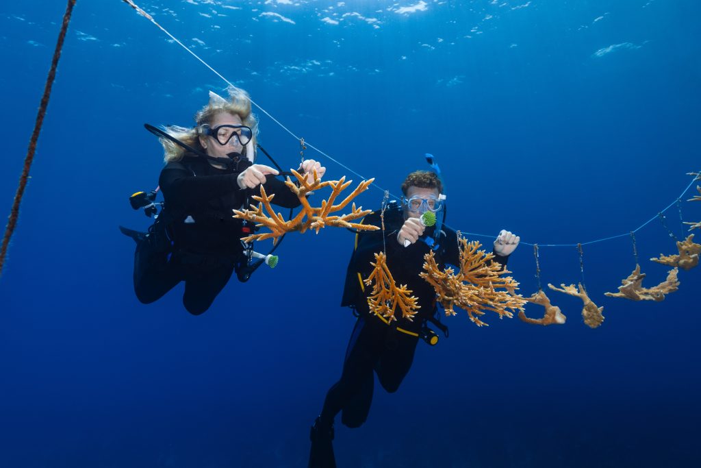 Divers tending coral nursery tree during program to volunteer in coral reef restoration abroad.