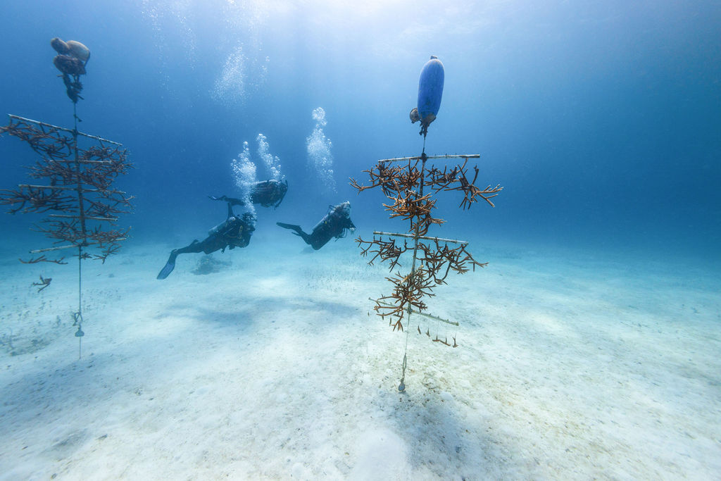 Divers swimming past coral nursery trees while participating to volunteer in coral reef restoration abroad.