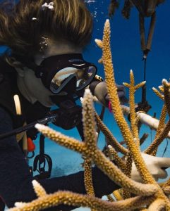 Lily Jane, course co-author, cleaning coral fragment in nursery during training to volunteer in coral reef restoration abroad.