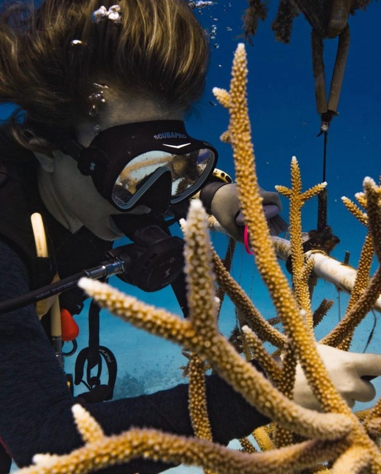 Lily Jane, course co-author, cleaning coral fragment in nursery during training to volunteer in coral reef restoration abroad.