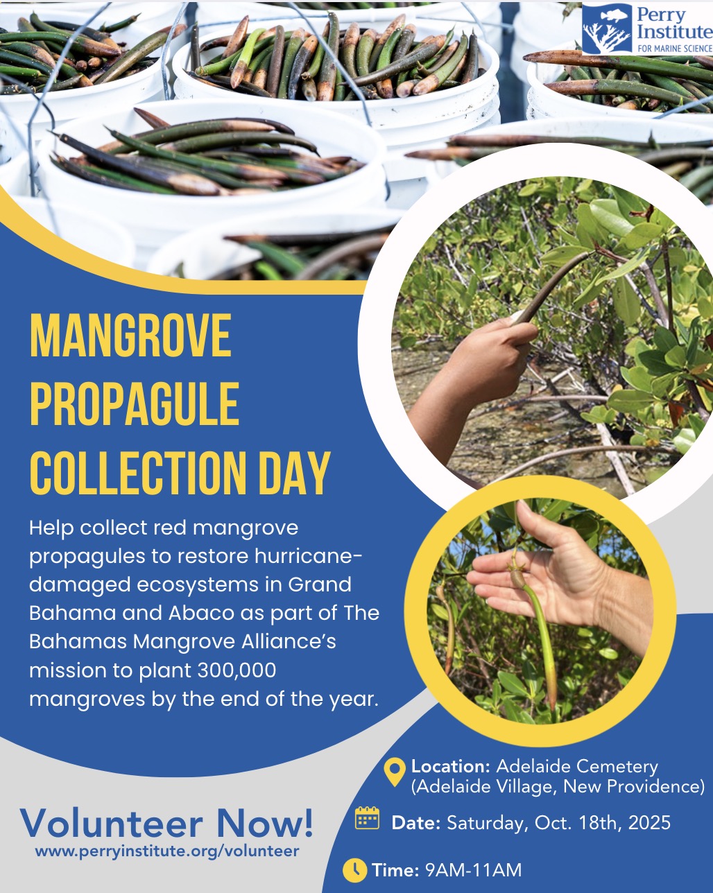 Mangrove Propagule Collection Day Oct 2025 Volunteer event flyer for Mangrove Propagule Collection Day in Adelaide Village on October 18, 2025, 9–11 AM, hosted by the Perry Institute for Marine Science with the Bahamas Mangrove Alliance. Call to action: Volunteer Today.”