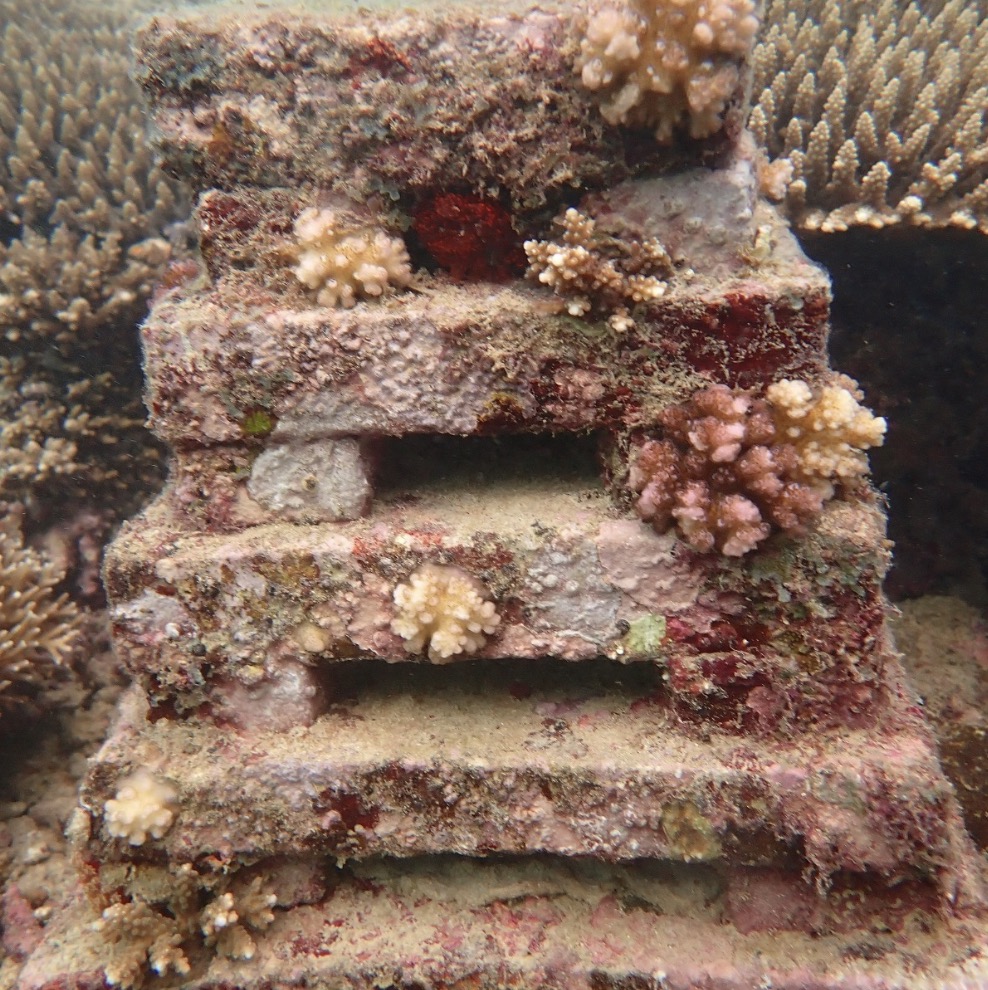 Researchers using eDNA and photomosaics to track fish, coral cover, and nutrition outcomes—coral reef restoration Madagascar.