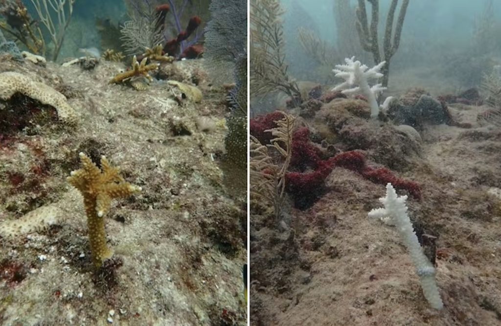 Staghorn corals in a lower Florida Keys transplant experiment that were healthy in June 2023 had bleached white in July due to the Florida coral reef functional extinction.