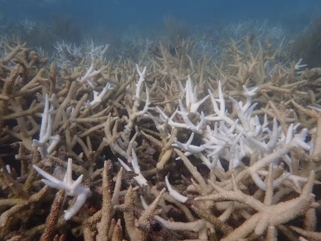 A bleached and dead staghorn coral thicket in the Dry Tortugas, already being overgrown by seaweed in September 2023. The corals had been healthy a few months earlier, but not anymore thanks to the Florida coral reef functional extinction.