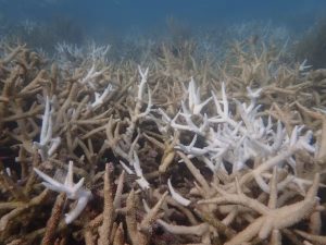 A bleached and dead staghorn coral thicket in the Dry Tortugas, already being overgrown by seaweed in September 2023. The corals had been healthy a few months earlier, but not anymore thanks to the Florida coral reef functional extinction.