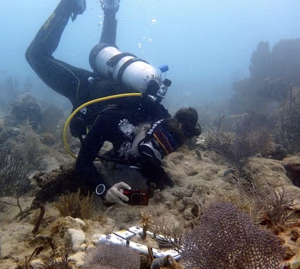 Maya Gomez, one of the authors of this article and the study, takes photos of transplanted corals off Florida before the Florida coral reef functional extinction.