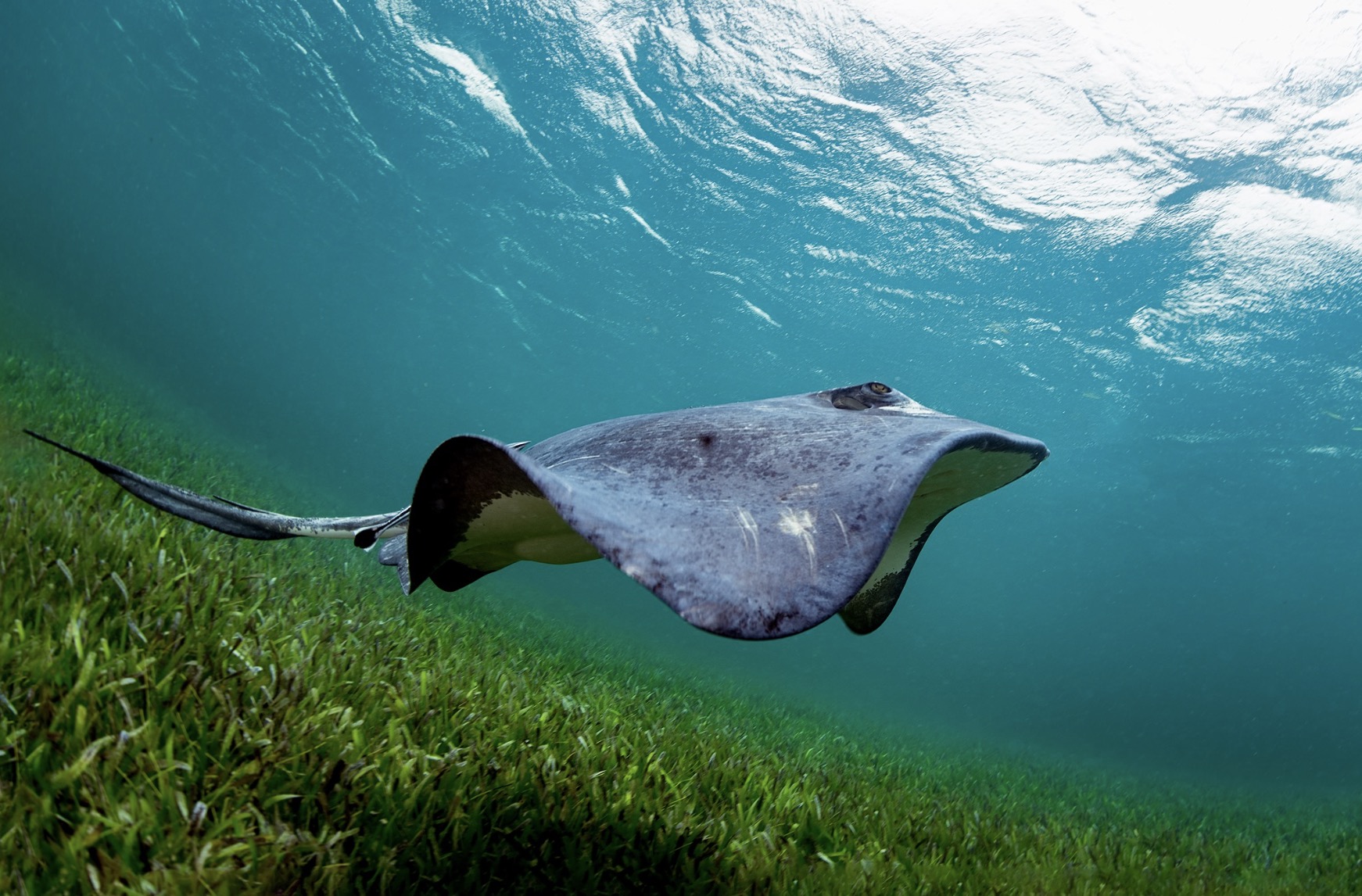 Stingray