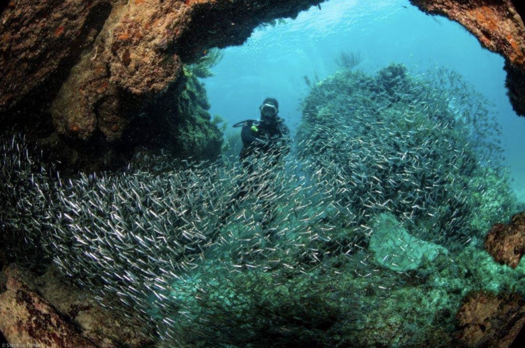 Scuba diver exploring coral formations at Green Turtle Cay during a Reef Rescue Network coral restoration expedition