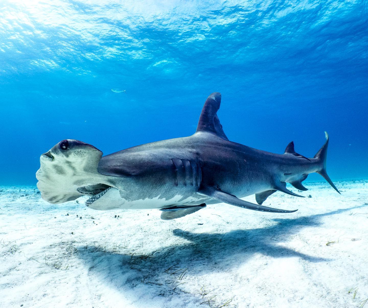 Mangrove forests and coastal protection