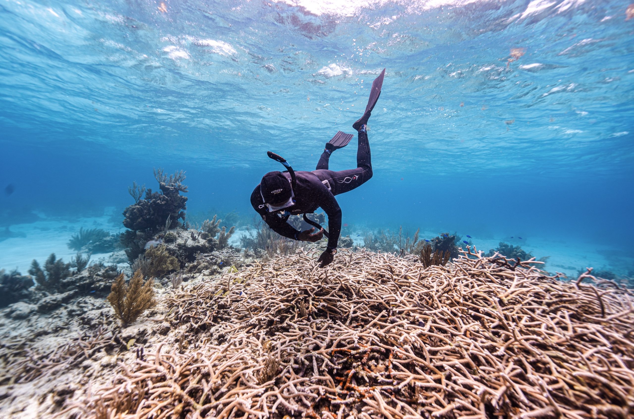 Reef Rescue Network Map Preview