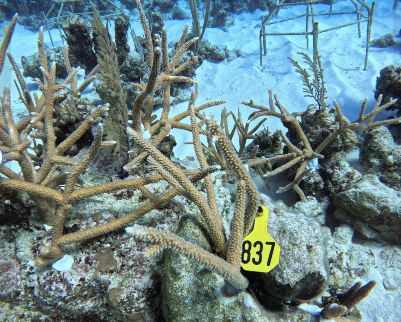 Forfar Field Station on the coast of Andros Island, Bahamas