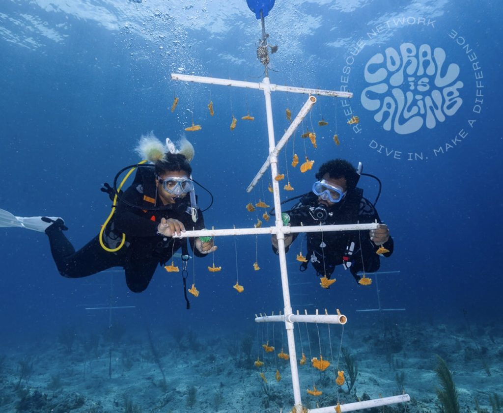 How to Volunteer for Coral Restoration
