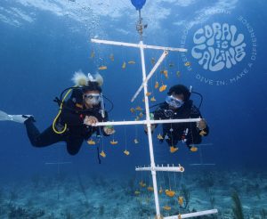 How to Volunteer for Coral Restoration