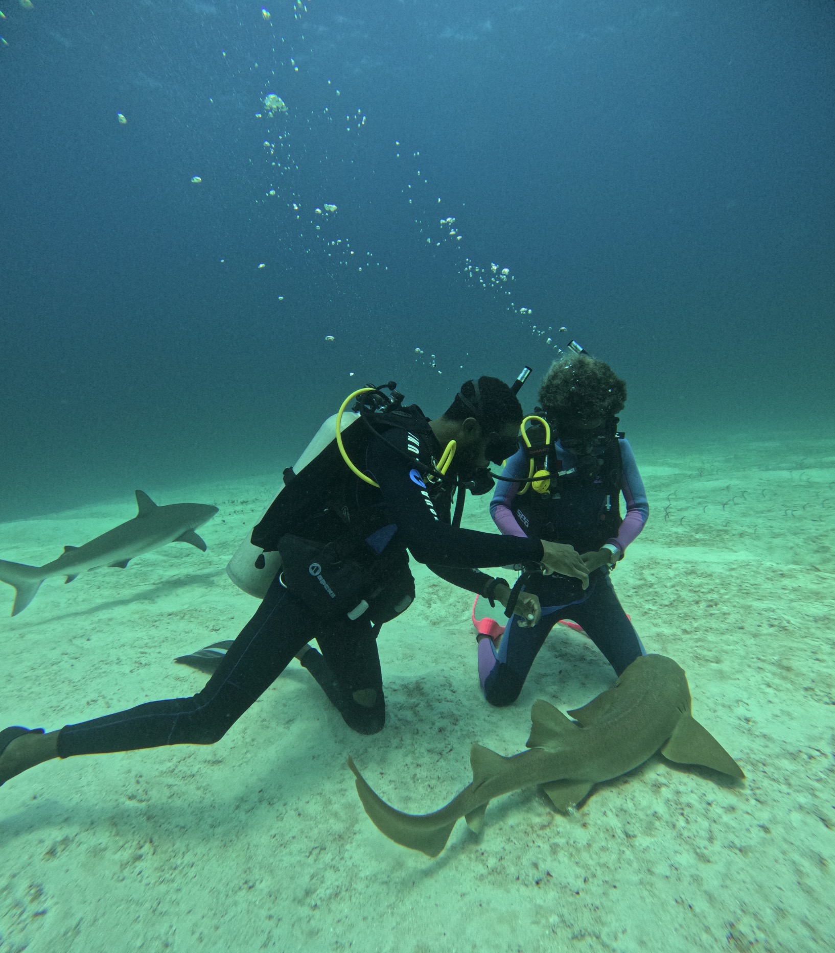 Two scuba divers kneel on the sandy ocean floor during shark conservation training as Caribbean reef sharks and a nurse shark swim nearby in The Bahamas