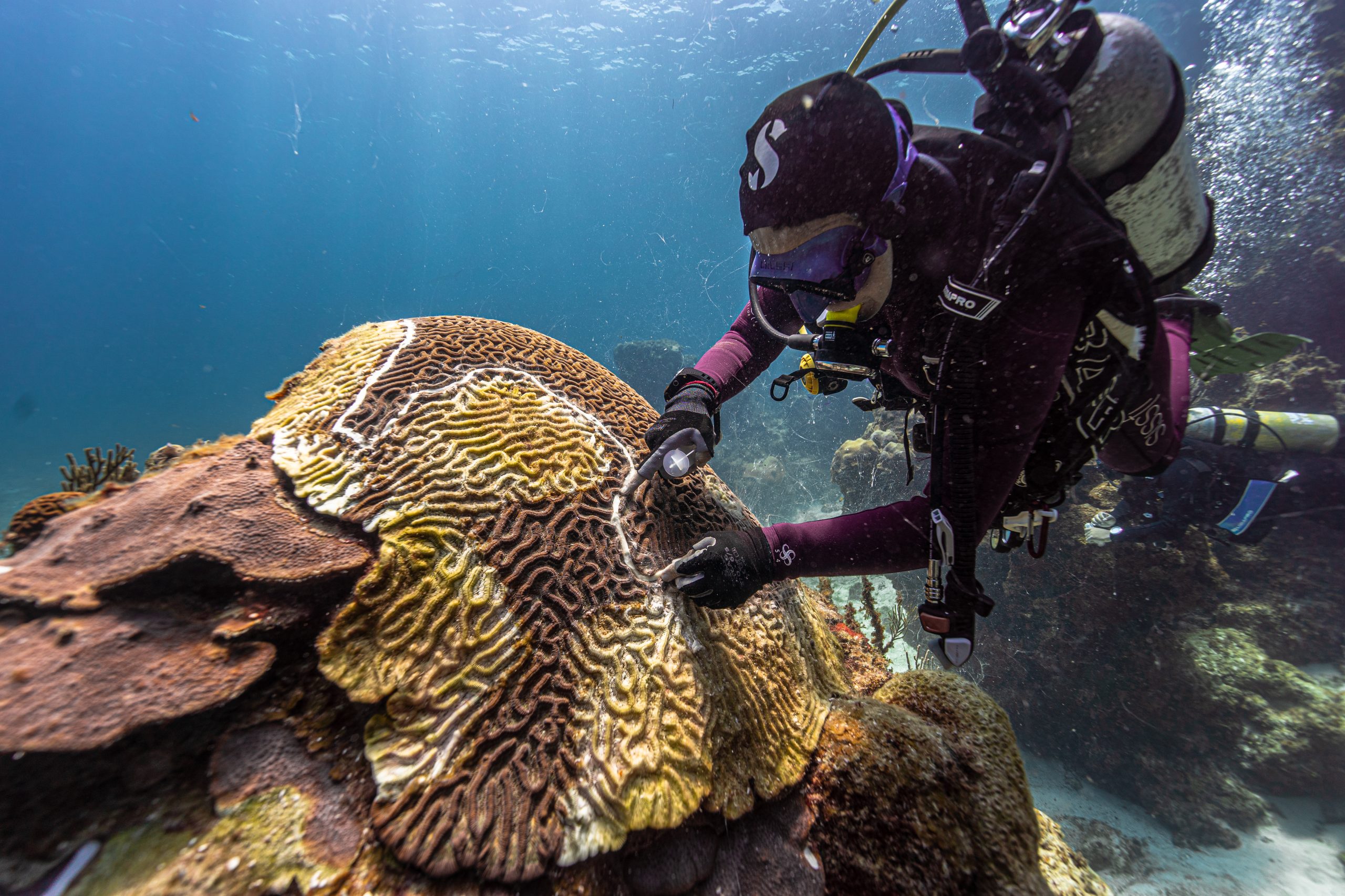 PIMS scientist treating massive brain coral with SCTLD