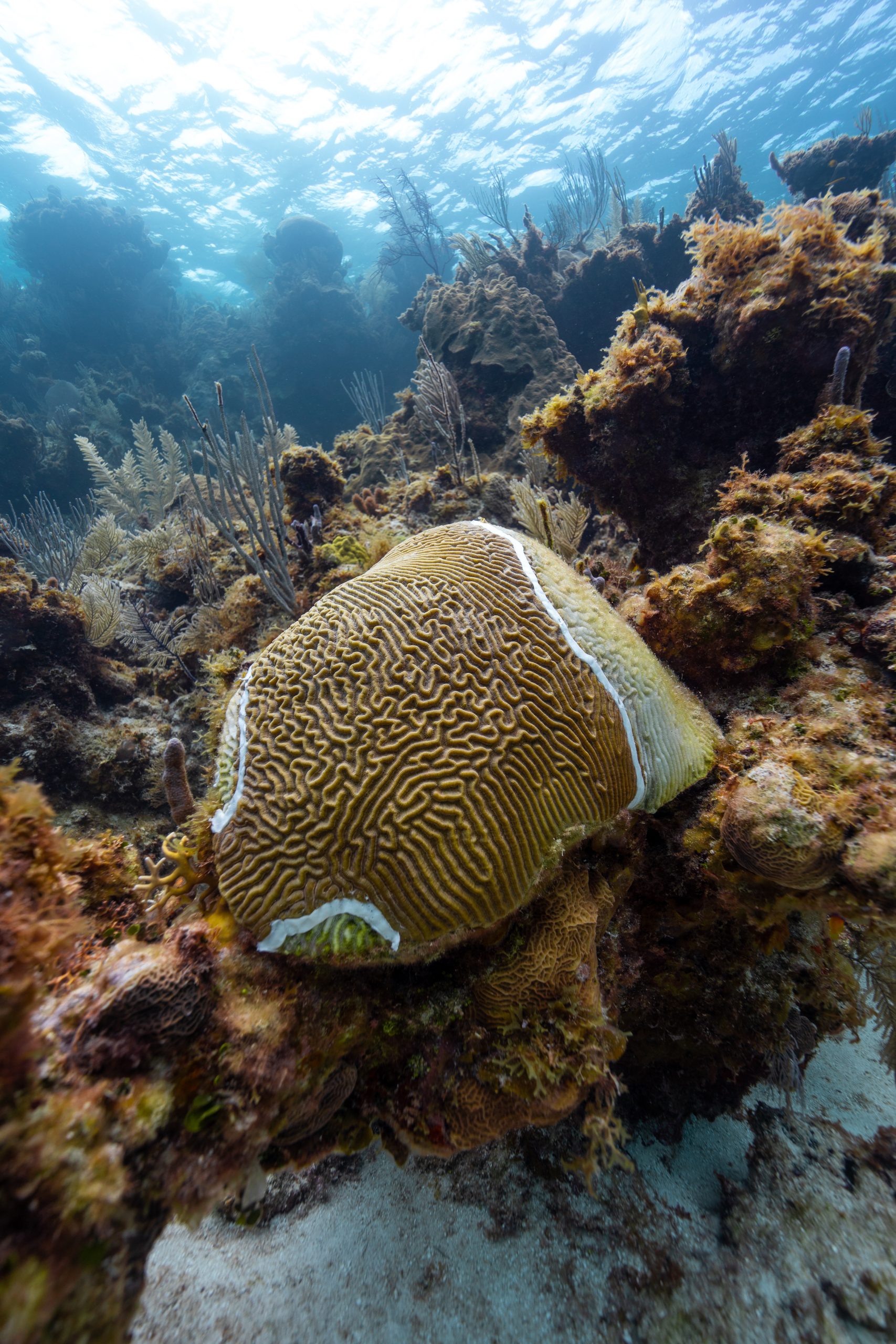 Brain coral with active SCTLD white lesion spreading across the colony