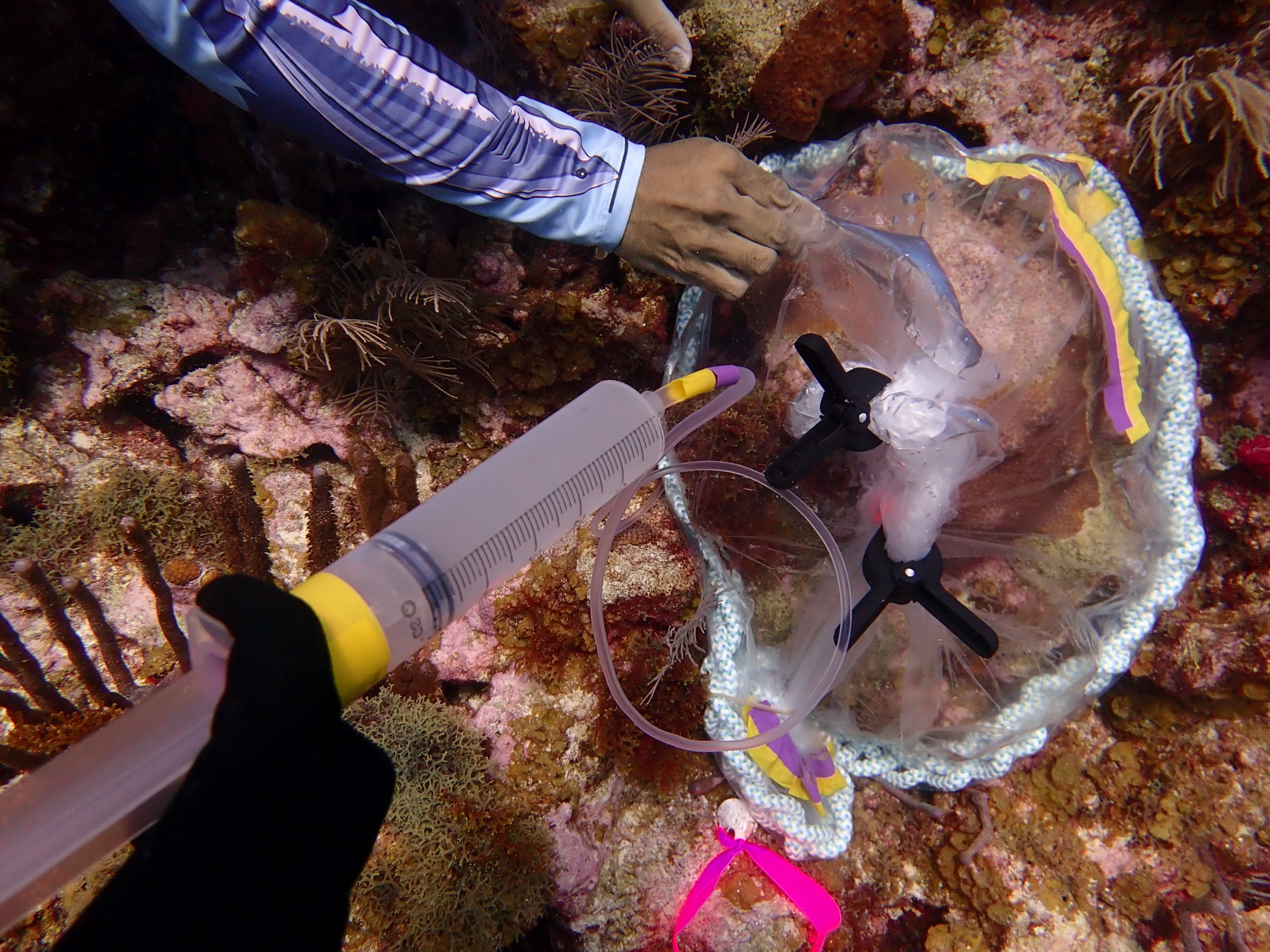 Close-up of probiotic syringe delivering beneficial bacteria into coral enclosure during SCTLD field trials in Colombia
