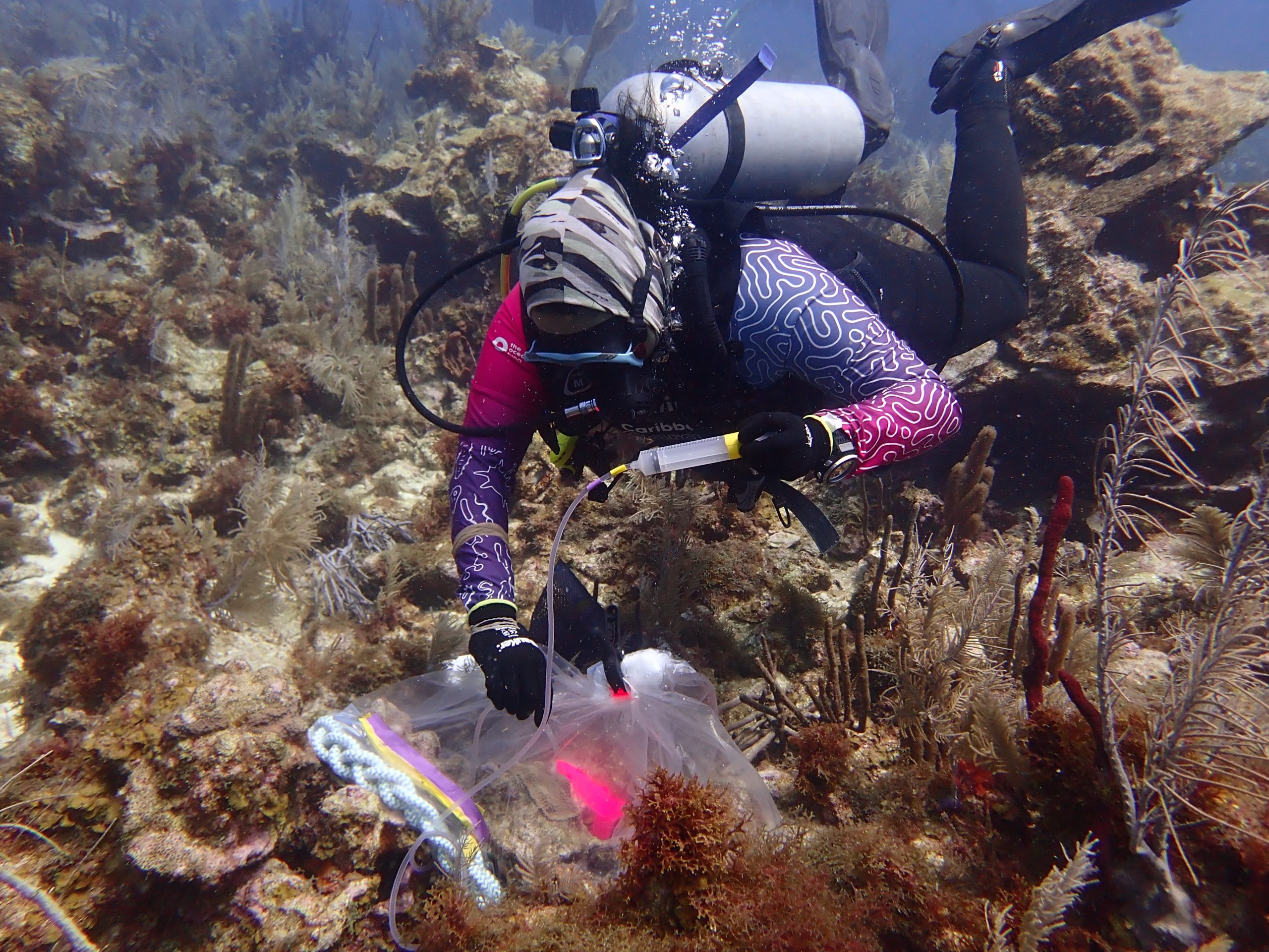 PIMS scientist applying coral probiotic enclosure to reef in San Andres Colombia